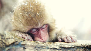 Snowy Macaque Resting Wallpaper