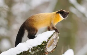 Snowy Marten Perchedon Tree Wallpaper