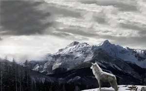 Snowy Mountain And Wolf 1080p Hd Desktop Wallpaper