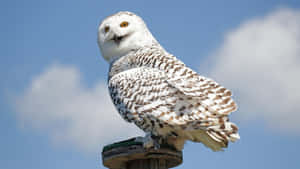 Snowy Owl Perched Outdoors Wallpaper