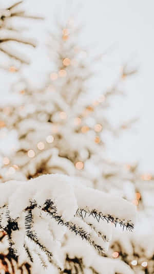 Snowy_ Pine_ Branch_ With_ Twinkling_ Lights Wallpaper