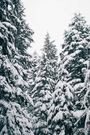 Snowy Pine Forest Winter Scene.jpg Wallpaper