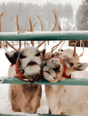 Snowy Reindeer Friends Wallpaper