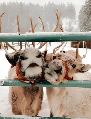 Snowy Reindeer Friends Wallpaper