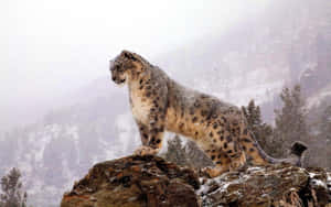 Snowy_ Snow_ Leopard_ Reign Wallpaper