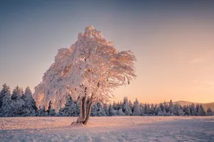 Snowy Tree Hotmail Wallpaper