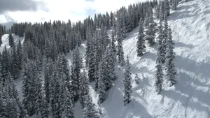 Snowy Trees In A Winter Wonderland Wallpaper