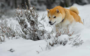 Snowy Winter Landscape With Red Fox Wallpaper