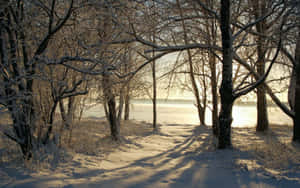 Snowy Winter Trees In A Serene Landscape Wallpaper