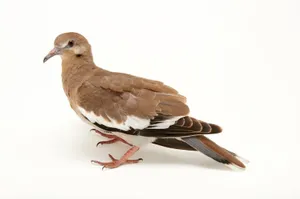 Soar Above It All Wallpaper