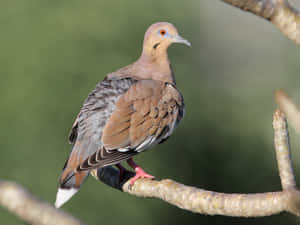 Soar To New Heights With Dove Wings