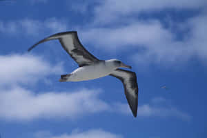 Soaring_ Albatross_ Against_ Blue_ Sky.jpg Wallpaper