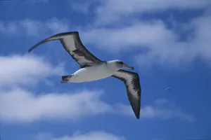 Soaring_ Albatross_ Against_ Blue_ Sky.jpg Wallpaper