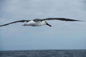 Soaring_ Albatross_ Over_ Ocean.jpg Wallpaper