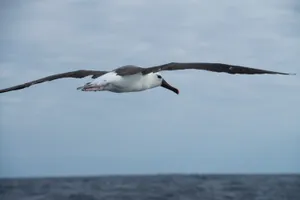 Soaring_ Albatross_ Over_ Ocean.jpg Wallpaper