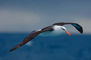 Soaring_ Albatross_ Over_ Ocean.jpg Wallpaper