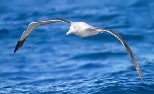 Soaring_ Albatross_ Over_ Ocean.jpg Wallpaper