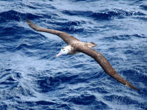 Soaring_ Albatross_ Over_ Ocean.jpg Wallpaper