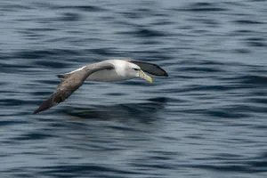 Soaring_ Albatross_ Over_ Ocean_ Waters.jpg Wallpaper