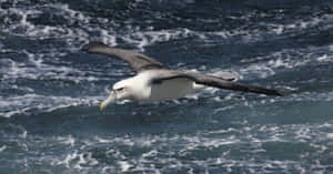 Soaring_ Albatross_ Over_ Ocean_ Waves Wallpaper