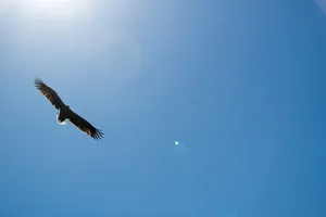 Soaring Condor Against Blue Sky Wallpaper