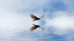 Soaring Condor Reflection Wallpaper