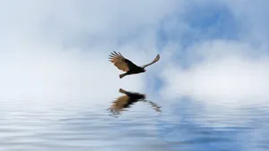 Soaring Condor Reflection Wallpaper