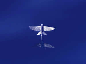 Soaring_ Flying_ Fish_ Over_ Blue_ Ocean.jpg Wallpaper