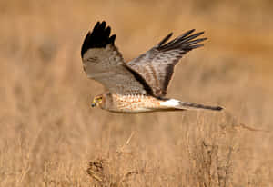 Soaring_ Harrier_ In_ Flight Wallpaper