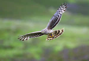 Soaring_ Harrier_in_ Flight.jpg Wallpaper