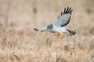 Soaring_ Harrier_ In_ Flight.jpg Wallpaper