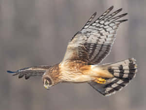 Soaring_ Harrier_in_ Flight Wallpaper