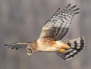 Soaring_ Harrier_in_ Flight Wallpaper