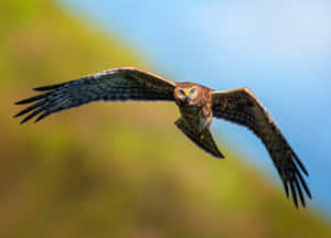 Soaring Harrierin Flight Wallpaper