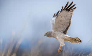 Soaring Harrierin Flight Wallpaper