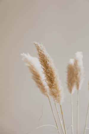 Soaring High And Proud, These Majestic Pampas Grass Plumes Capture The Beauty Of The Sweeping Plains. Wallpaper