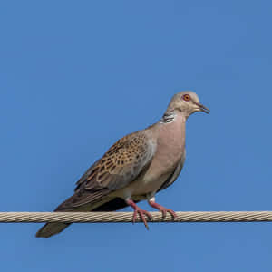 Soaring High With Dove Wings Wallpaper