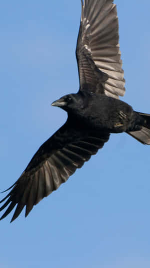 Soaring Rook In Flight.jpg Wallpaper