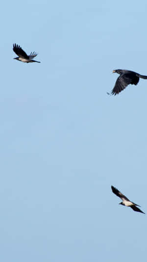 Soaring_ Rooks_ Against_ Blue_ Sky.jpg Wallpaper