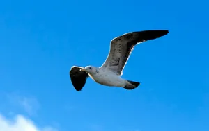Soaring Seabird Against Blue Sky.jpg Wallpaper