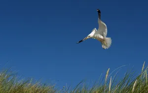 Soaring Seagull Above Grassy Dunes Wallpaper