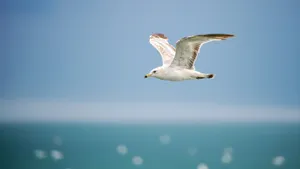 Soaring Seagull Above Sea Wallpaper