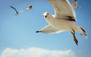 Soaring Seagull Blue Sky Wallpaper