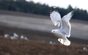 Soaring Seagull Over Field.jpg Wallpaper