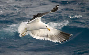 Soaring Seagull Over Ocean Waves.jpg Wallpaper