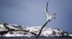 Soaring Seagull Winter Landscape Wallpaper