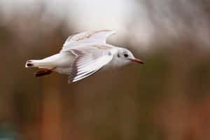 Soaring Seagullin Flight Wallpaper