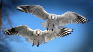 Soaring Seagullsin Blue Sky Wallpaper