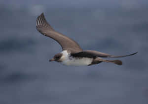 Soaring_ Skua_in_ Flight.jpg Wallpaper