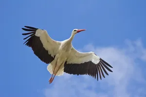 Soaring_ Stork_ Against_ Blue_ Sky.jpg Wallpaper